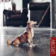 LPFCTRY Lil People FCTRY 3d beeldje minime huisdier hunde honden haustiere figuren 3d scan print poppetje herinnering