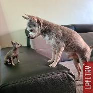 LPFCTRY Montfort LilPeopleFCTRY hond hund dog 3dme minime 3dscan 3dpoppetje 3dbeeldje Chihuahua 3dhond 3dhund 3dfiguren LPFCTRY Montfort LilPeopleFCTRY hond hund dog 3dme minime 3dscan 3dpoppetje 3dbeeldje Chihuahua 3dhond 3dhund 3dfiguren